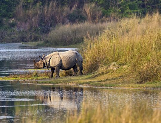 rhino