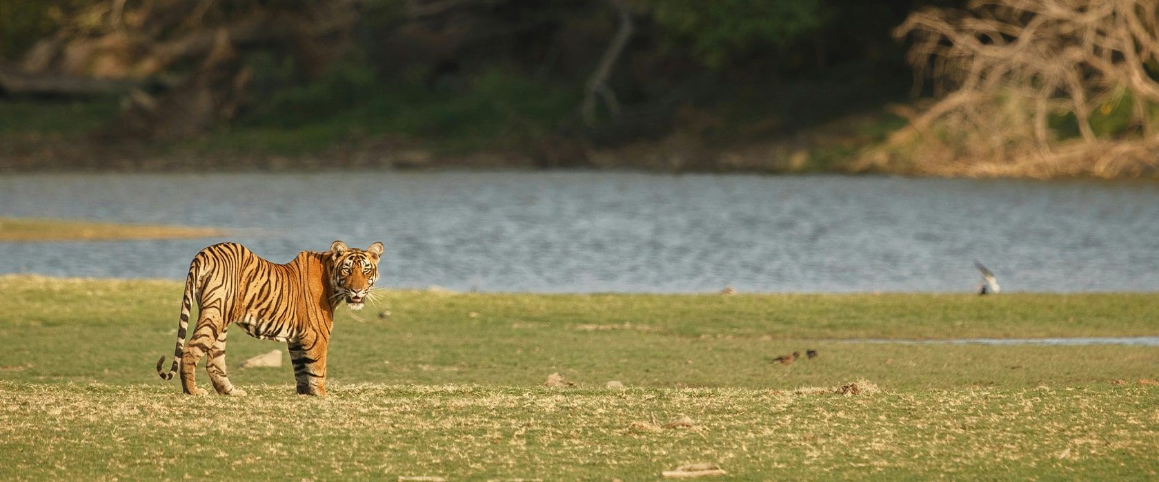 tiger