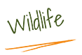 wildlife