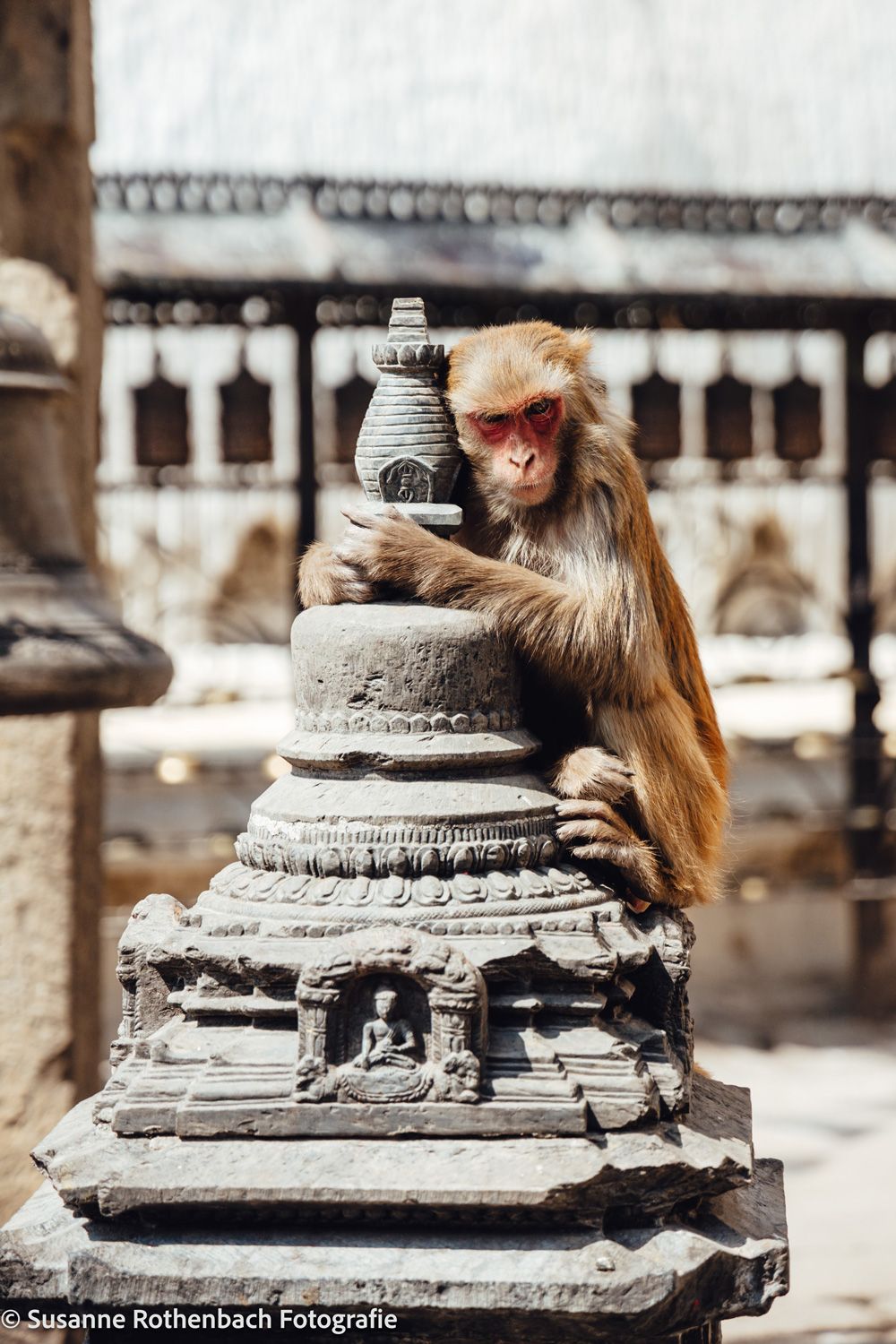 monkey