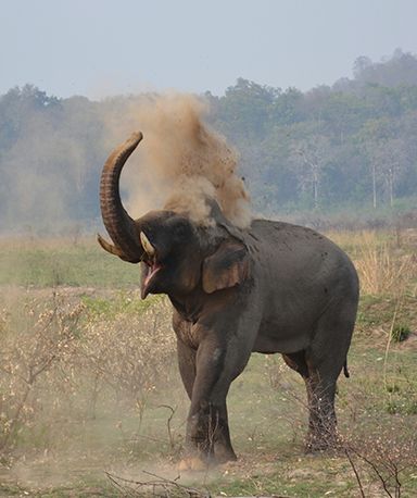 elephant