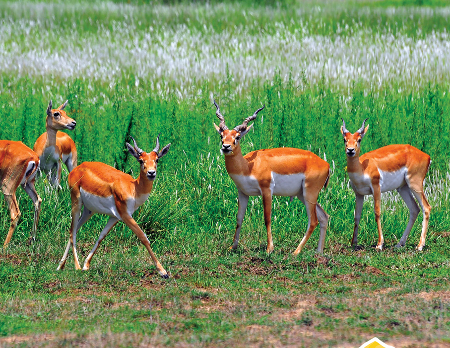 Blackbuck