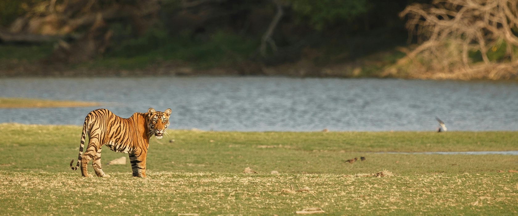 tiger