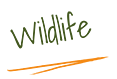 wildlife